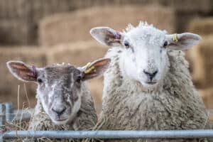 Two sheep at the Suffolk Rural Farm.