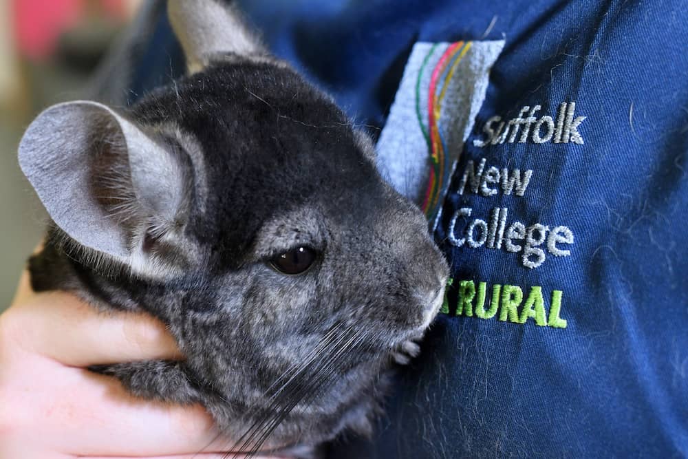 Animal learner with Chinchilla