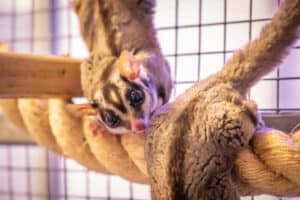 Sugar Glider at Suffolk Rural