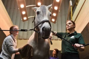Two learners cleaning and grooming a white horse