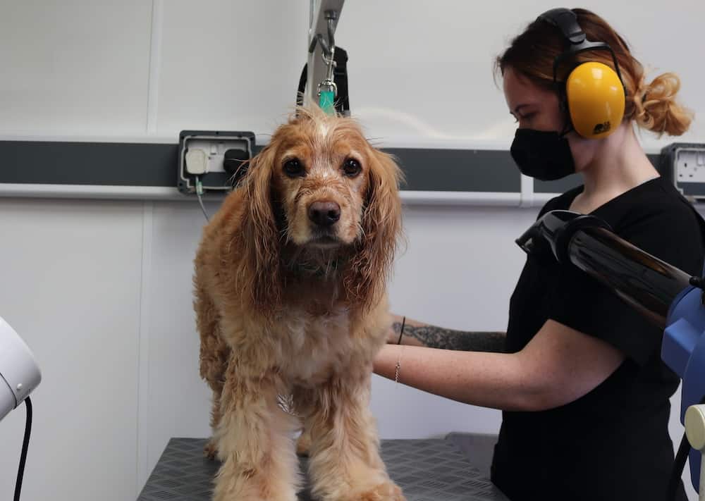 A dog being groomed by a learner at Suffolk Rural.