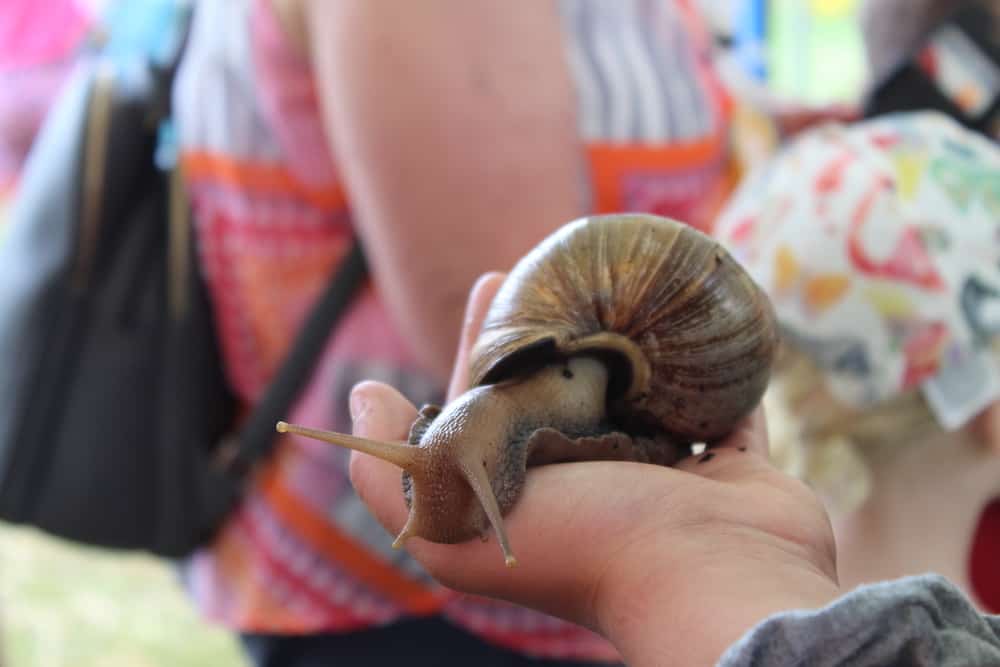 Visitor Holds A Giant Land Snail