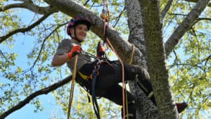 Arboriculture Learner engaging in a practical climbing activity in a tree.
