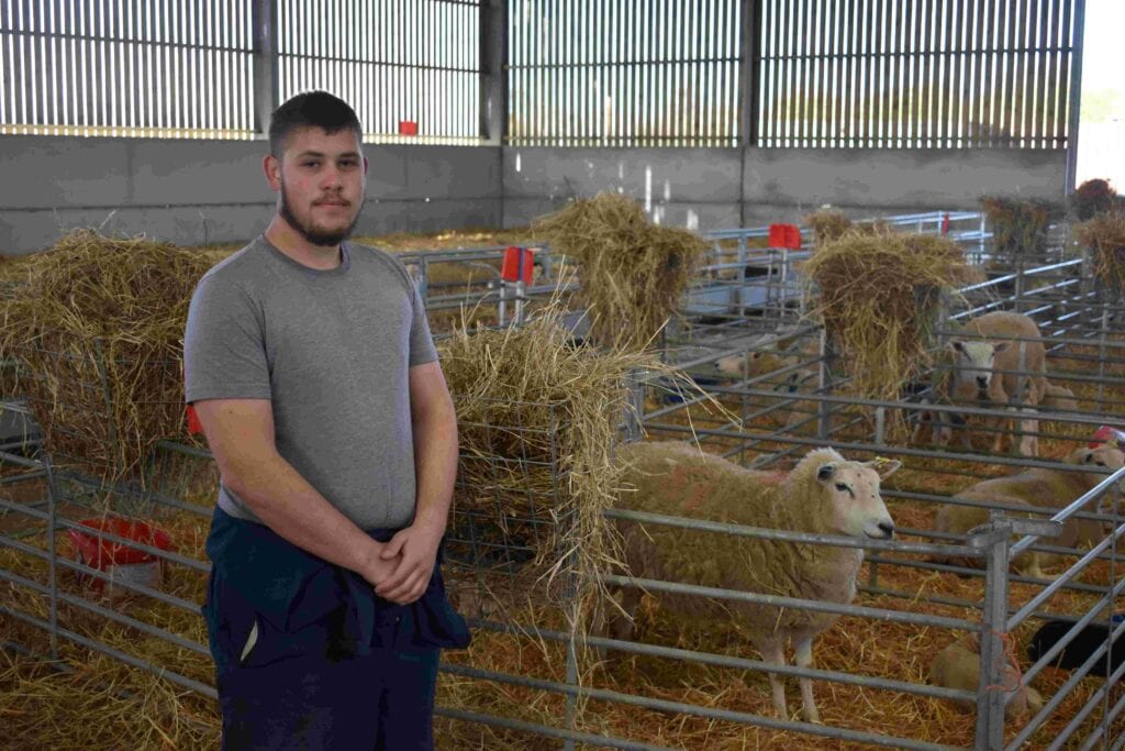 College learner in barn with sheep
