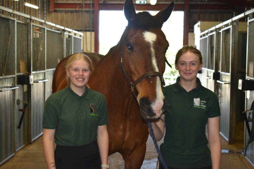 Equine learners and horse