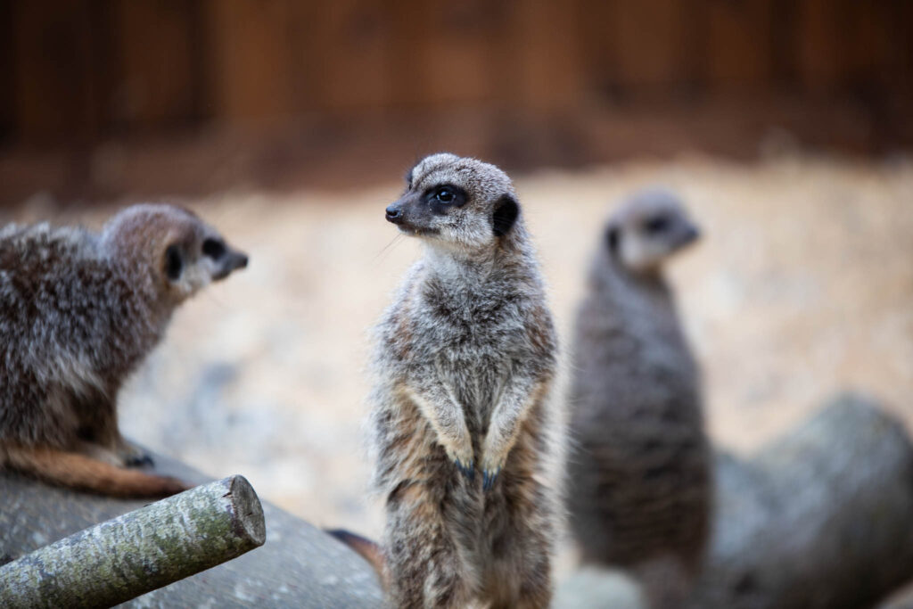 Meerkat at animal unit