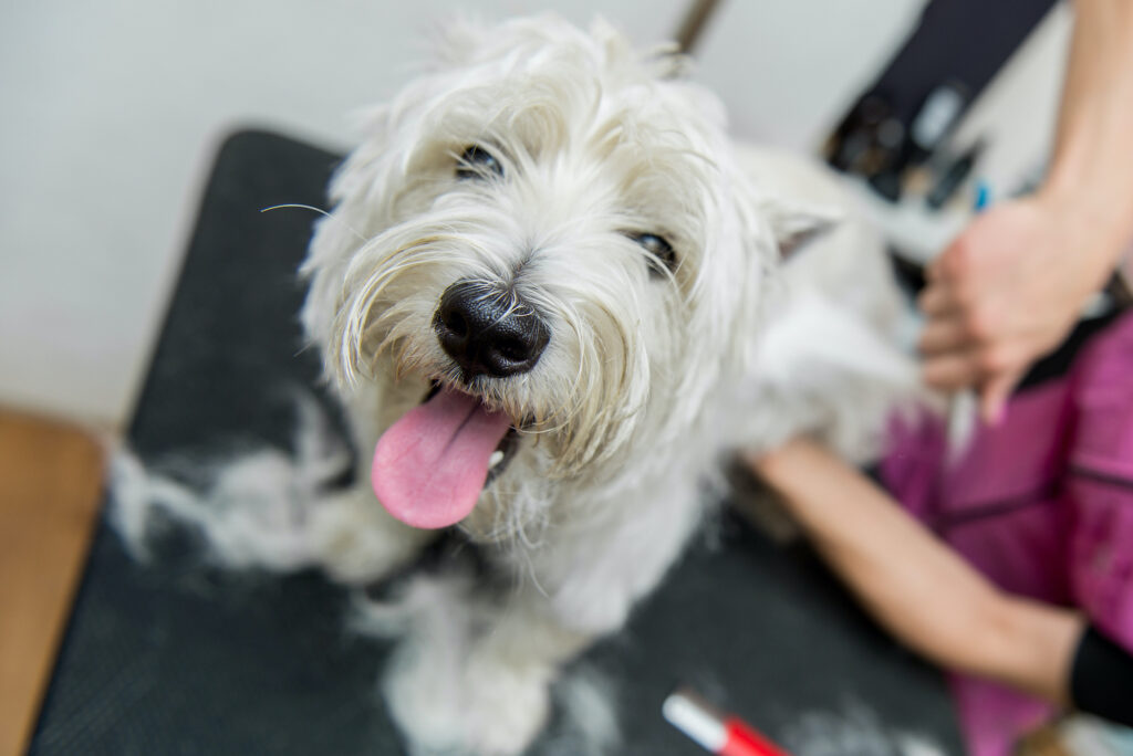 Dog West Highland White Terrier Grooming