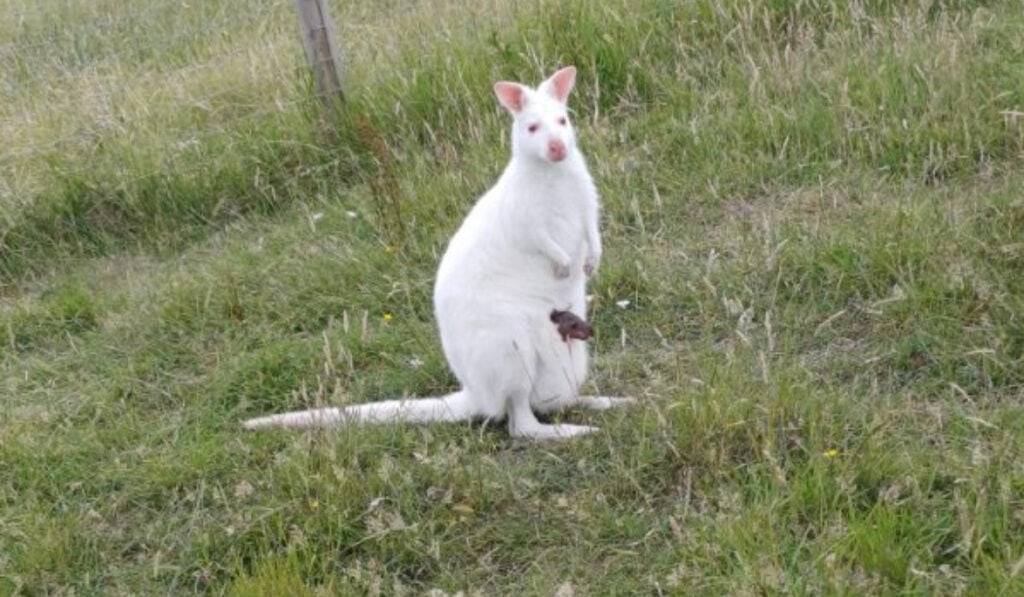 Mother and baby wallaby