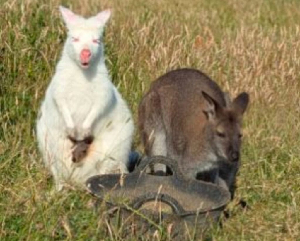 Wallaby family at animal unit