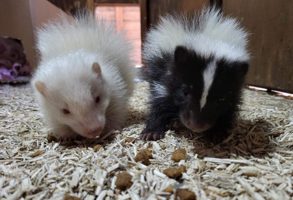 Baby skunks in animal unit