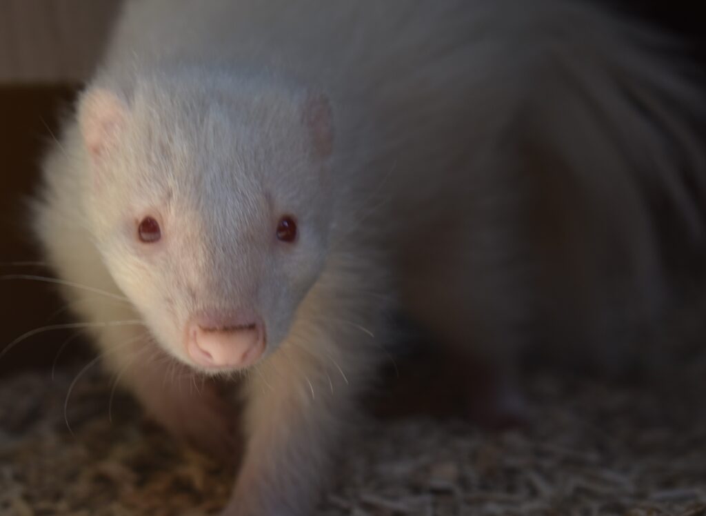 Albino skunk