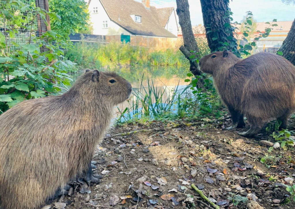 Capybara at Suffolk Rural Animal Centre