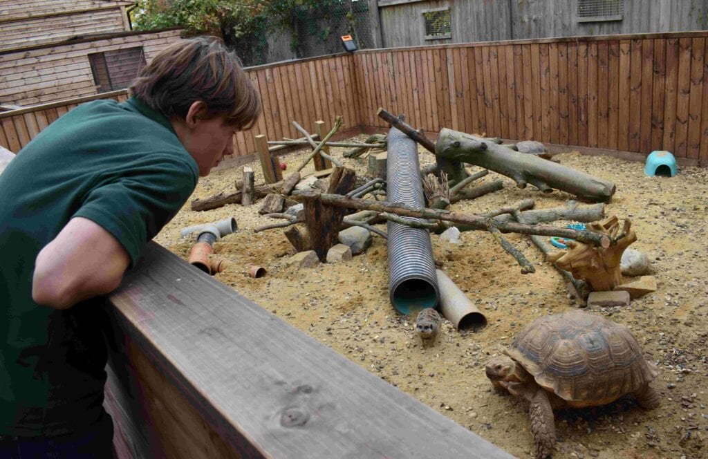 Wildlife enclosure with tortoises, reptiles, and natural elements for outdoor animal care training at Suffolk New College.