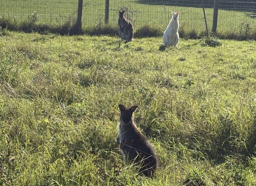 Wallabies sitting outside in a grassy enclosed area, with a fence and trees in the background.
