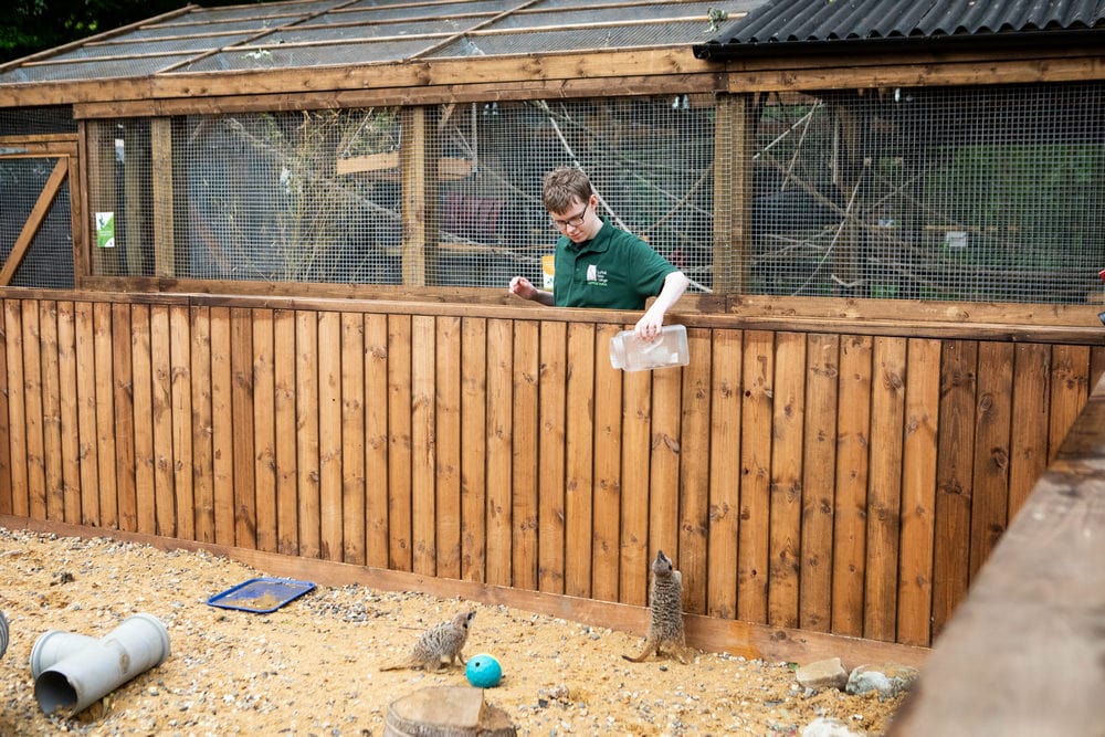 College animal management student feeding meerkats