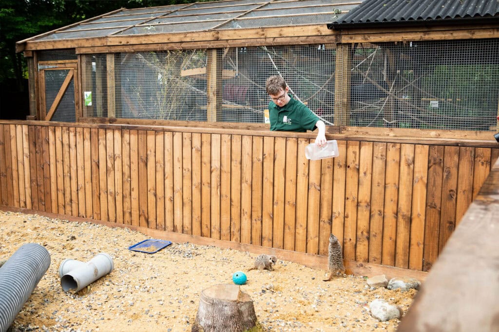 Young student feeding meerkats at Suffolk New College wildlife enclosure in green outdoor setting.