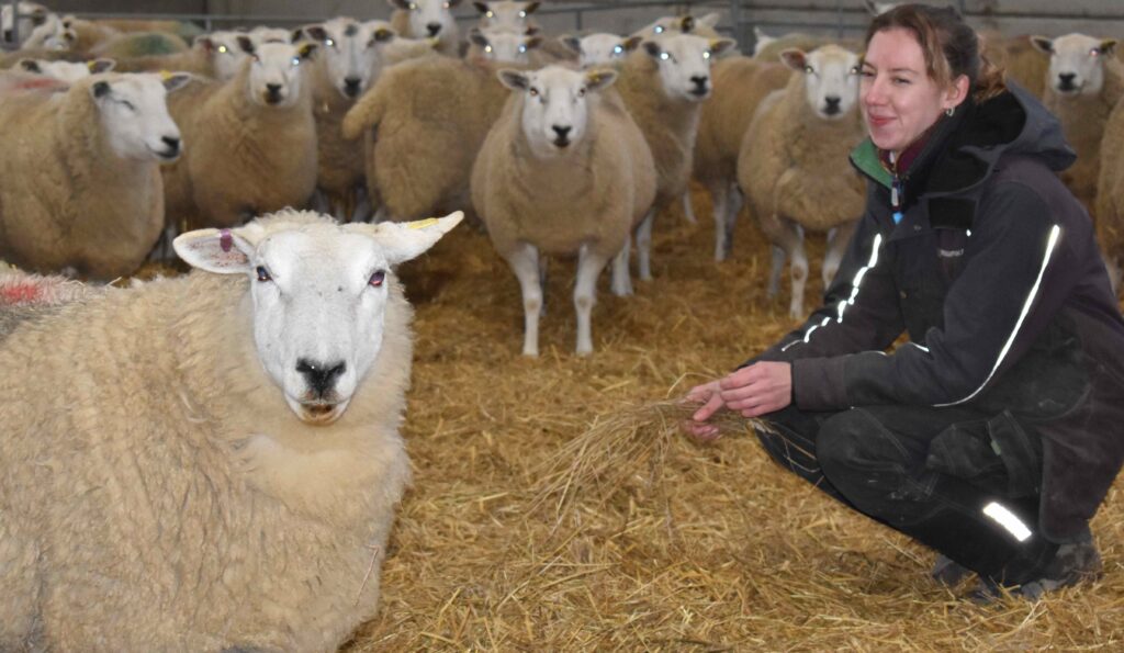Female student at Suffolk New College engaging with sheep in a rural farm setting, highlighting the increase in female students pursuing agricultural courses.