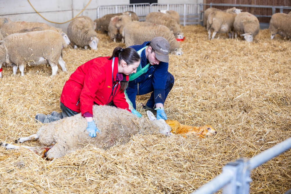 Students at Suffolk New College participating in a lambing activity during a spring family fun day, engaging with farm animals in a lively, educational environment.