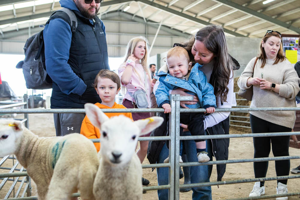 Families enjoying a fun day at Suffolk New College's spring event, featuring lambs and farm activities, attracting families and children for a day of outdoor entertainment.