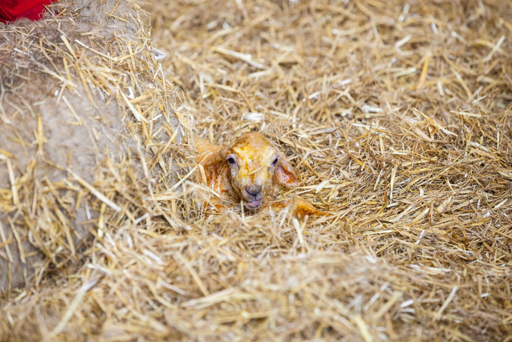 A cute lamb peeking out from a bed of straw, highlighting farm animals and rural life at Suffolk New College's spring family fun day.