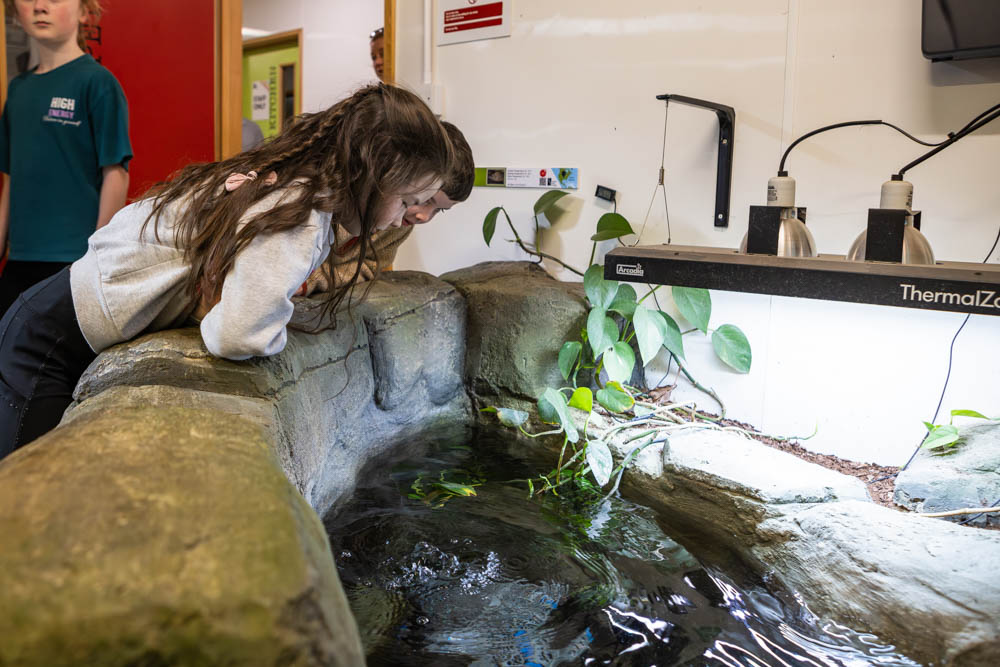 A young girl leaning over a small indoor pond at Suffolk New College during a spring family fun day, observing aquatic plants and water features.