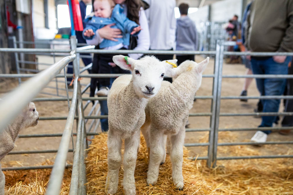 Two adorable lambs at Suffolk New College's spring family fun day, attracting visitors with farm animals and outdoor activities. Perfect for family-friendly events and college community.