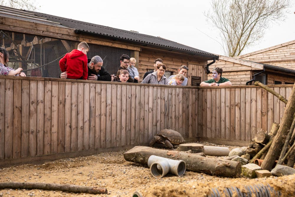 Families and children visiting Suffolk New College's outdoor animal enclosure during a spring family fun day, engaging with lambs and enjoying a community event.