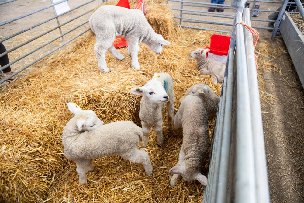 Children and families enjoy a lambtastic spring day at Suffolk New College, with adorable lambs and farm activities attracting visitors of all ages.