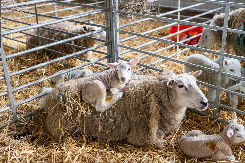 Lambs and sheep at Suffolk New College's spring family fun day, featuring adorable lambs and farm animals in a fenced enclosure with straw bedding.