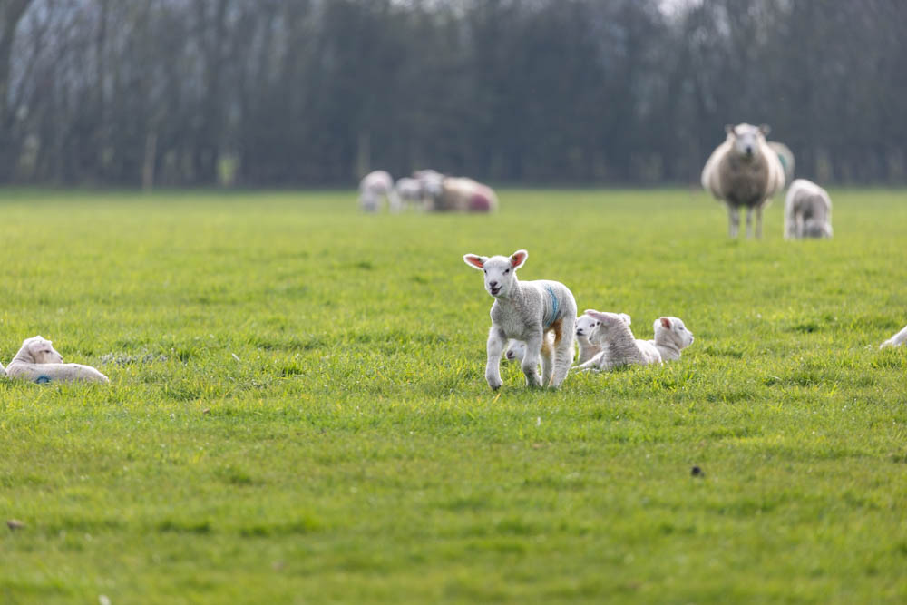 Young lambs and sheep grazing on a lush green field during a spring family fun day at Suffolk New College, attracting visitors to the 'lambtastic' event.