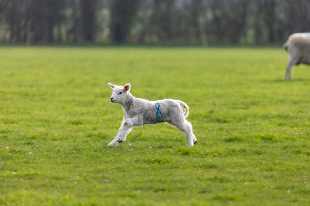 A young lamb running across a green field during a spring family fun day at Suffolk New College, part of a lively outdoor event attracting many visitors.