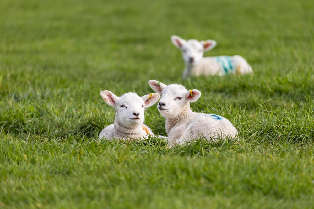 Three adorable lambs resting on green grass during Suffolk New College's spring family fun day, attracting families and children to the event.