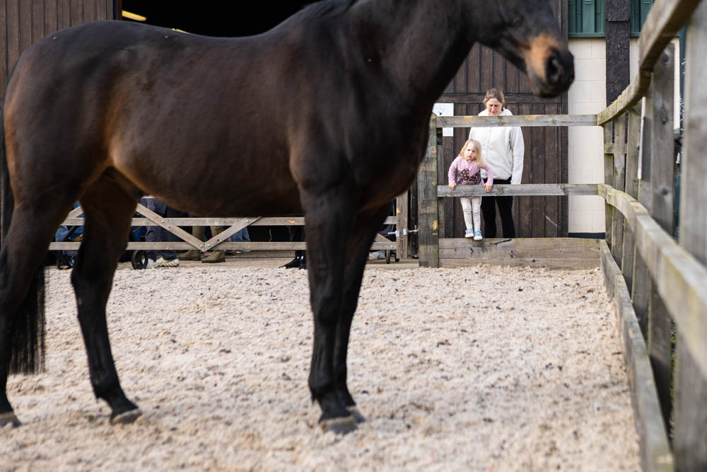 A young girl and woman watch a brown horse at Suffolk New College's spring family fun day, enjoying the outdoor farm activities and animal encounters.