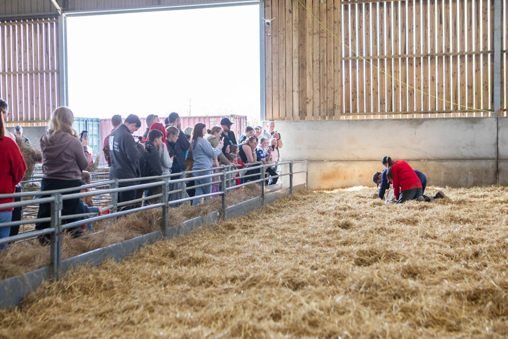 Visitors at Suffolk New College enjoy a lamb-themed spring family fun day, watching lambs and engaging in farm activities during the community event.