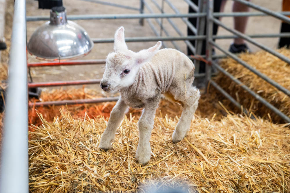 Adorable lamb in a pen at Suffolk New College's spring family fun day, part of the 'lambtastic' event attracting families and visitors to enjoy farm activities.