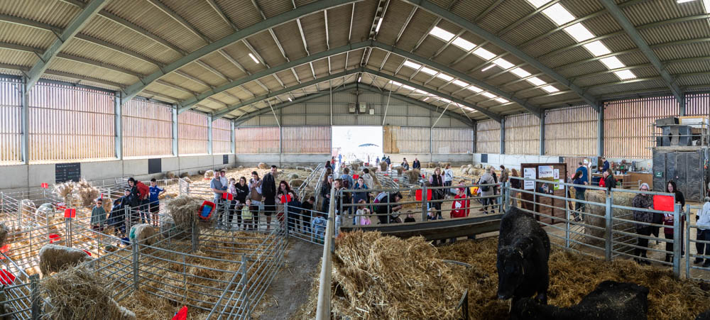 A lively indoor event at Suffolk New College featuring lambs, farm animals, and family activities during the 'lambtastic' spring day, attracting thousands of visitors.
