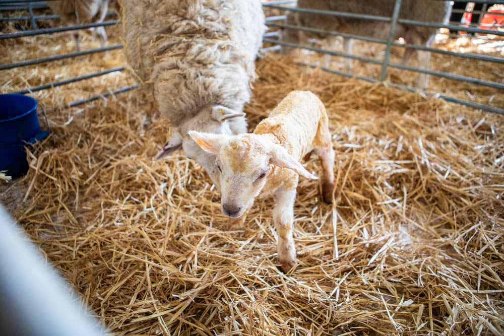 Young lambs at Suffolk New College during the 'lambtastic' spring family fun day, attracting visitors and families to enjoy farm activities and rural experiences.