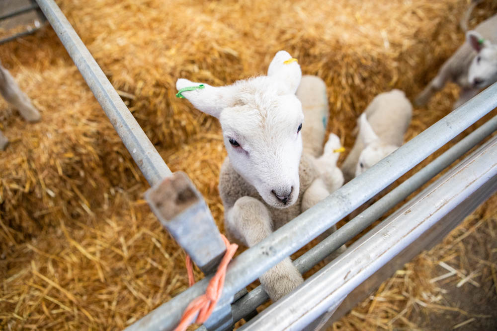 Young lambs in a farmyard at Suffolk New College, showcasing a spring family fun day with farm animals and outdoor activities for visitors.