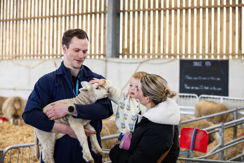 A young girl and woman petting a lamb at Suffolk New College's spring family fun day, with a man holding the lamb, in a barn setting with other sheep in the background.