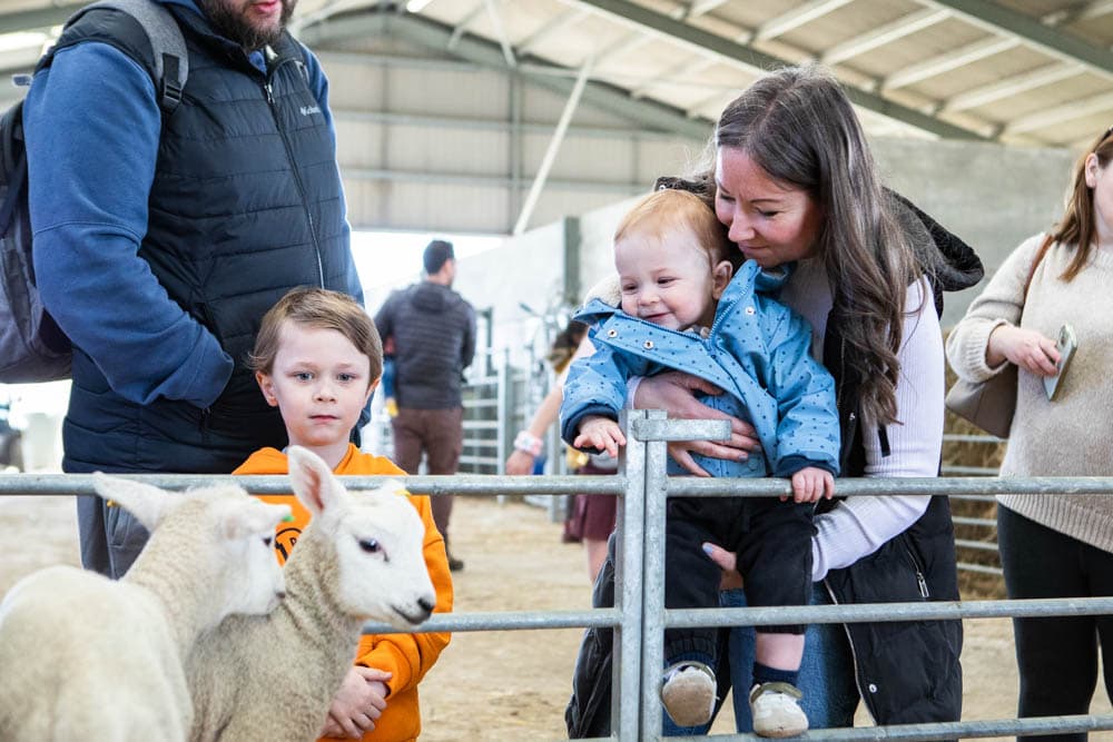 Family enjoying a spring day at Suffolk New College, interacting with lambs and children at the farm event, part of the 'lambtastic' family fun day attracting thousands.