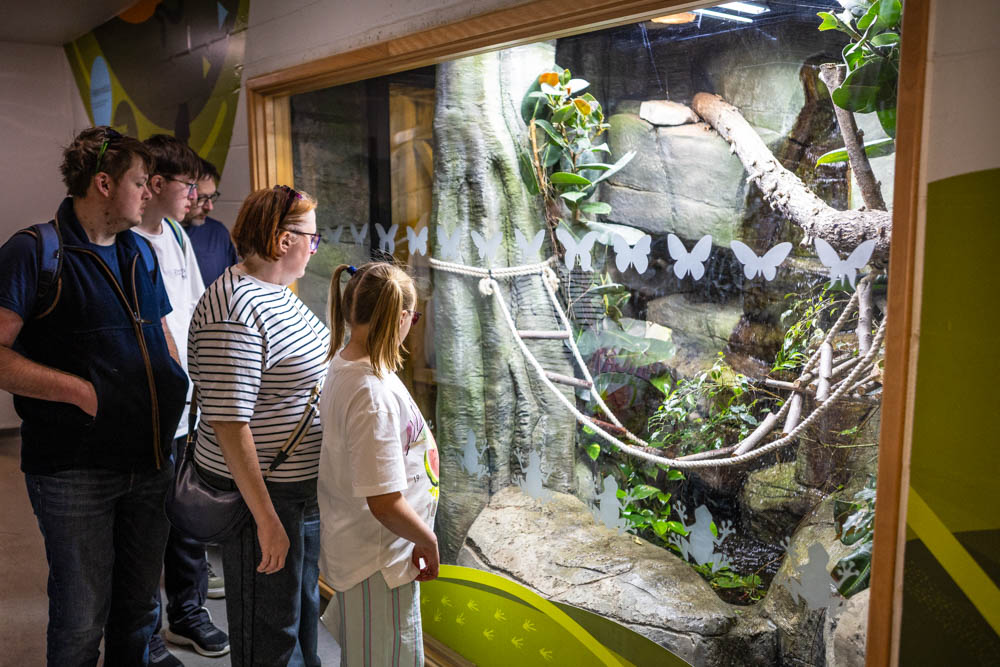 Students observing butterflies and insects in a glass display at Suffolk New College.